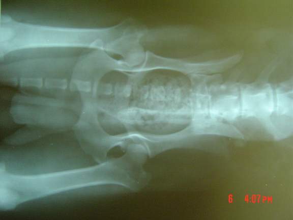 Goldorak hip x-ray