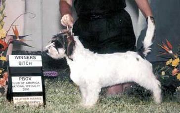 KC takes Winners Bitch at 2000 National Specialty at only 6 months!