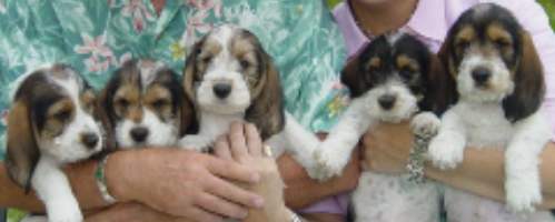 PBGV Puppies