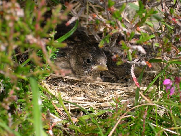 Young Twite near time to fledge