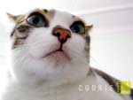 Free cat photo - Cookie