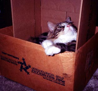 Bernie in box