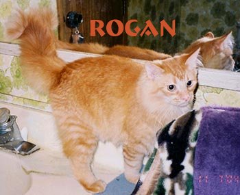 Baby Rogan-6 months