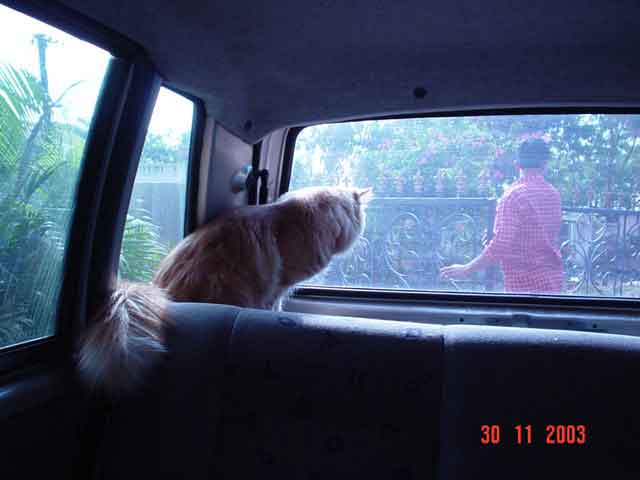 joy ride to da show... looking if his humble butler jeeves opened da gate right! BACK SEAT DRIVER!!