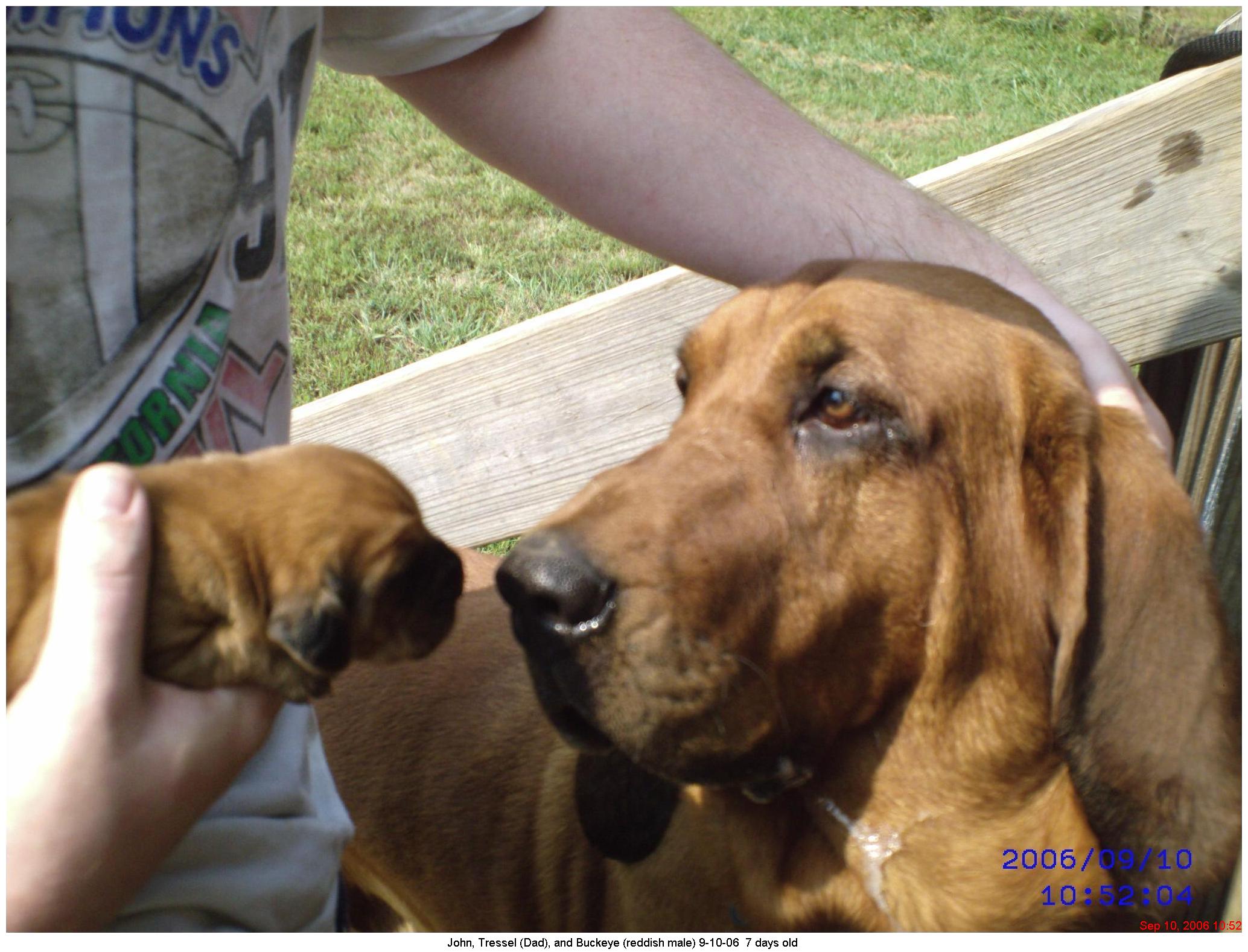 Sugar Maple Bloodhounds Puppies In Tennessee Litter Pictures And