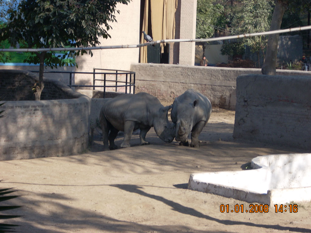 Rhenos in Lahore Zoo