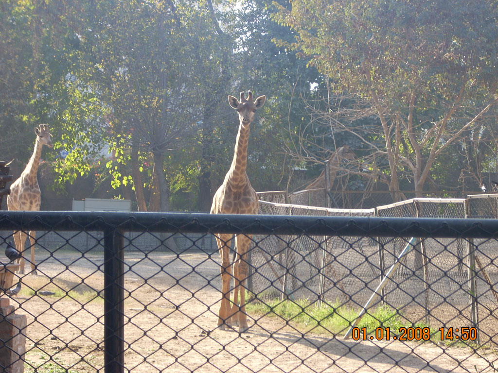 Giraffe in Lahore Zoo