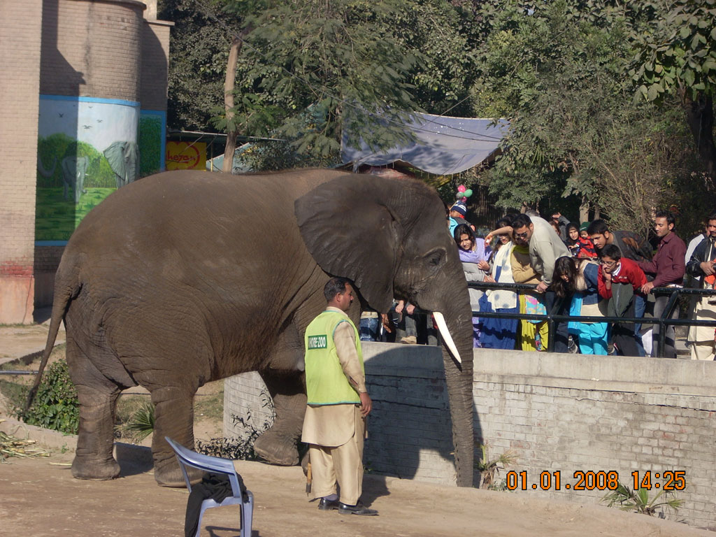 Suzi - Elephant in Lahore Zoo 