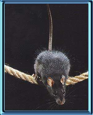 a rat on a rope