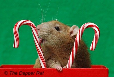 a rat with some candy canes