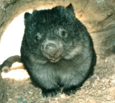 wombat in hole