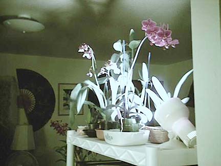 orchid.jpg (29103 bytes)