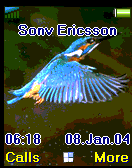 kingfisher1