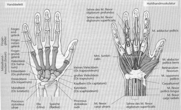 Linkshander In Einer Rechtshandgesellschaft Physiologische Grundlagen