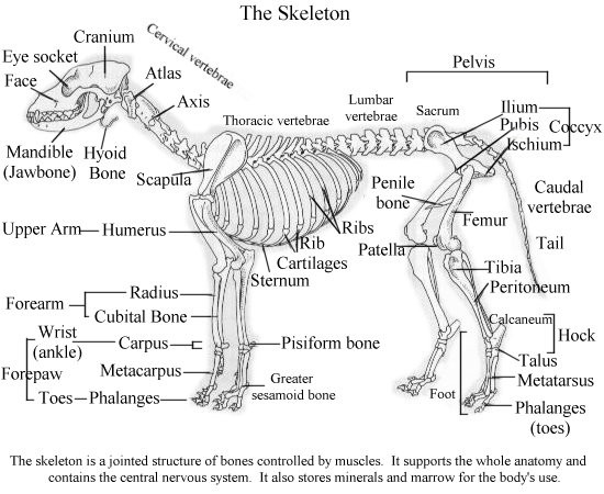 Female Internal Organs