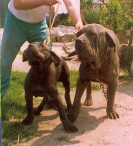 P. B. EPIR - mastino napolitano kennel - Mastino History in Serbia