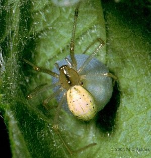 Female Enoplognatha ovata with cocoon. Click for larger image.