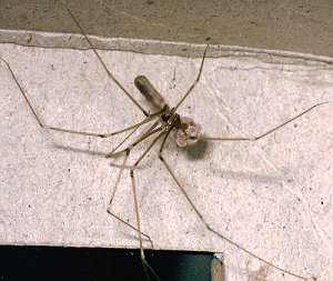 Pholcus phalangioides female with eggs