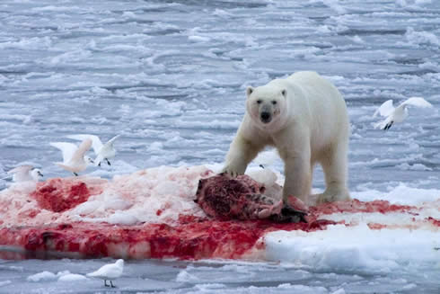 polar bear attack seal
