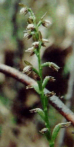 microtis orchid