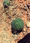 Wild melon, NT