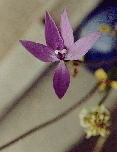 Wax Lip Orchid