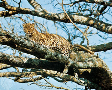 The average size is from 50 to 90 kilograms (110 to 200 pounds) in weight, 210 centimetres (84 inches), excluding the 90-cm tail, in length, and 60 to 70 cm in shoulder height. The leopard can, however, grow much larger.