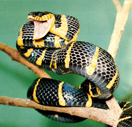 weakly venomous, rear-fanged snakes, ranging from tropical Africa to Australia and Polynesian islands