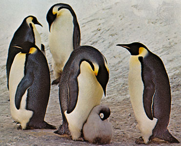 The stocky, short-legged appearance of penguins has endeared them to the popular mind. They range from about 35 centimetres (14 inches) in height and approximately one kilogram (about two pounds) in weight, in the little blue, or fairy, penguin (Eudyptula minor), to 115 centimetres (45 inches) and 25 to 40 kilograms (55 to 90 pounds) in the emperor penguin 