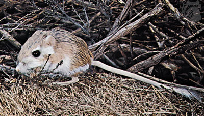Kangaroo Rat, common name for certain rodents found in North America that have storage pouches on the outside of their cheeks.