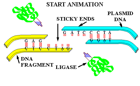 Ligase animation6.gif (53511 bytes)