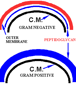 Gram Positive and Gram Negative CW