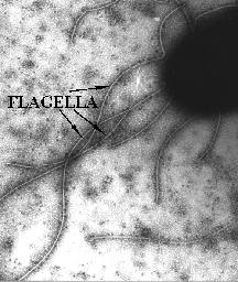 EM of Flagella