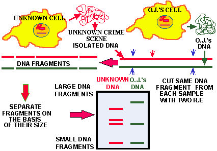 DNA Fingerprinting (7785 bytes)