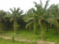 palmeras-costa-norte-hondurenya