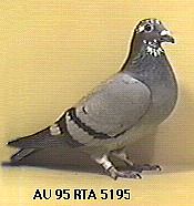 gordon corera pigeons