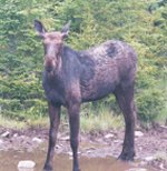 Moose getting a drink beside the road..