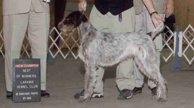 Treborwolf kennels clearance