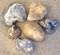 Sample photo of rough sagenite agates as found on the beach at Newport winter 1998-2000
