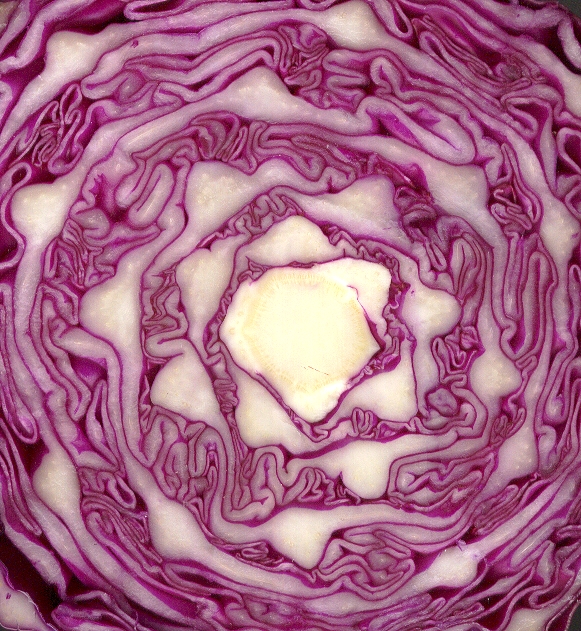 Half purple cabbage on flatbed