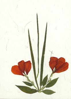 Orange Flower Card 