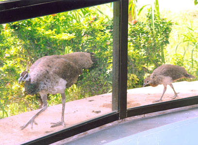 Peahen & chicks return to the Annexe