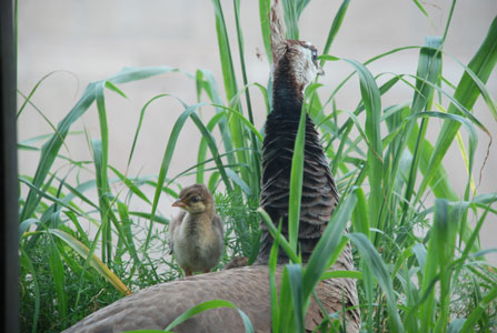 Peahen with newly born chick