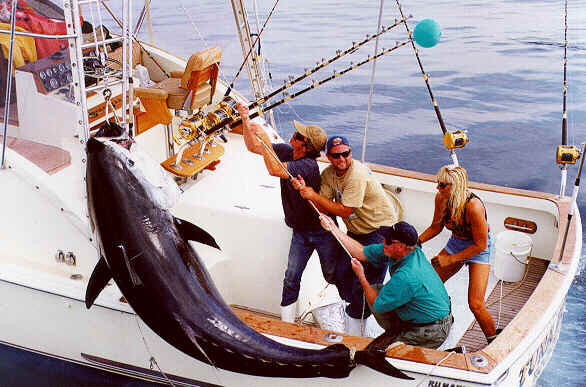 Giant 901 pounds Bluefin Tuna