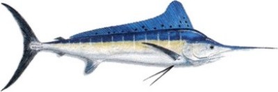 Hatchet Marlin
