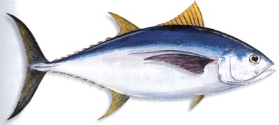 Big Eye Tuna