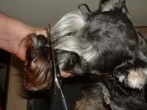 Schnauzer best sale eyebrows cutting