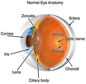 Click to view the larger picture of eye anatomy