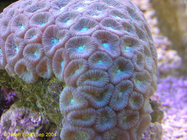 Favites Coral 