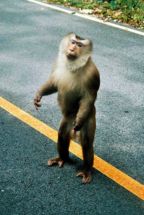 Image of monkey